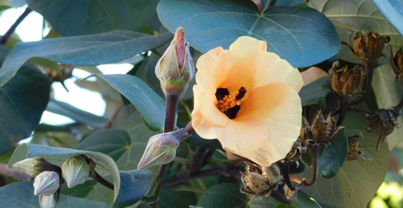 פרחים צהובים מחופי האיים הטרופיים. היביסקוס טלייתי פורח בכפר סבא | צילום: איגור ארמיאץ' שטיינפרס