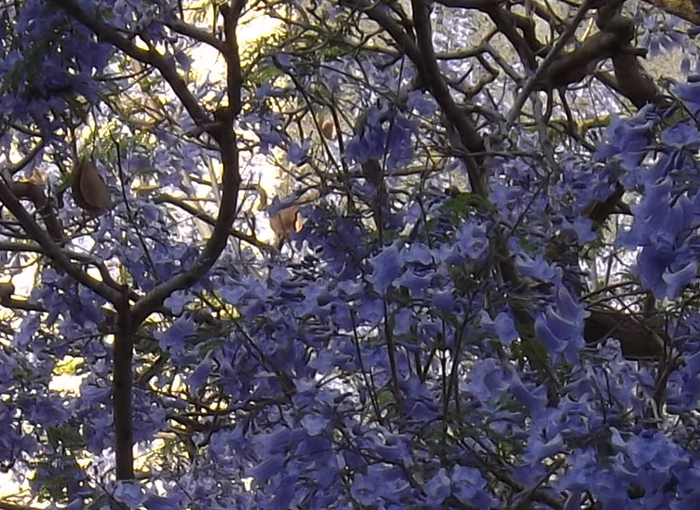 שגריר מהסוואנה צפופת העצים של דרום ברזיל. סיגלון פורח בכפר סבא | צילום: איגור ארמיאץ' שטיינפרס