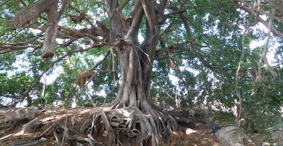 חלק בלתי נפרד מהשדרות הראשיות בערי מישור החוף בישראל. עץ פיקוס השדרות בקריה למחקר חקלאי (מכון וולקני) | צילום: איגור ארמיאץ' שטיינפרס