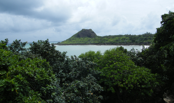 מי יגן על היערות שנכרתים, נשרפים או מוצפים בשל פעילות האדם? עצי היביסקוס טלייתי (הכהים) ביער חופי בטייוואן | צילום: איגור ארמיאץ' שטיינפרס
