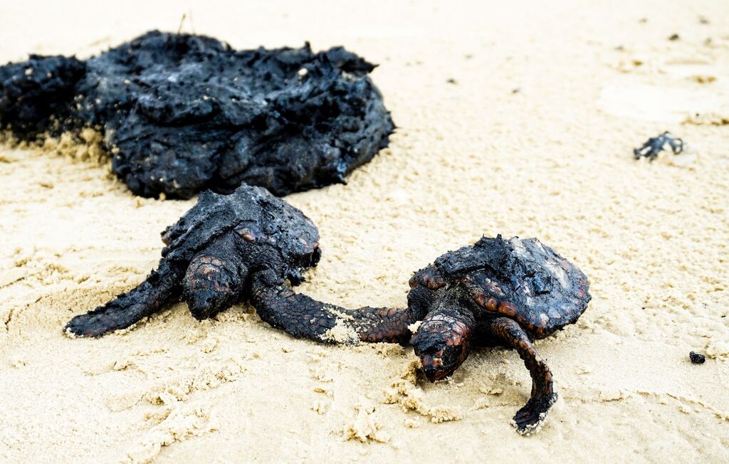 הנזק המיידי. צבי ים שמתו לאחר שכוסו בזפת בחוף דור | צילום: יוסף סגל, עמותת סיירת החוף