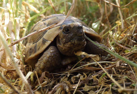 צב יבשה מצוי (Testudo graeca), הנאסף לעתים מהטבע ומגודל בבית בניגוד לחוק | איגור ארמיאץ' שטיינפרס