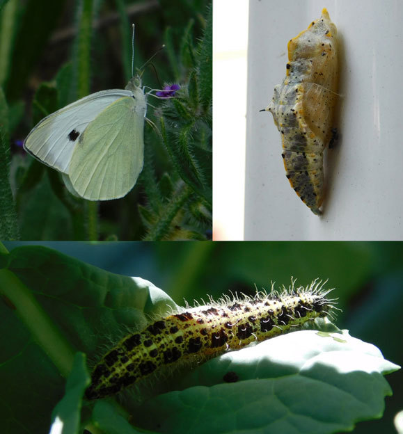 חיית בר שמותר לגדל, אבל גם היא דורשת השקעה וטיפוח, ואפשר פשוט לצפות בה בטבע: לבנין הכרוב (Pieris brassicae), זחל, גולם ובוגר | איגור ארמיאץ' שטיינפרס