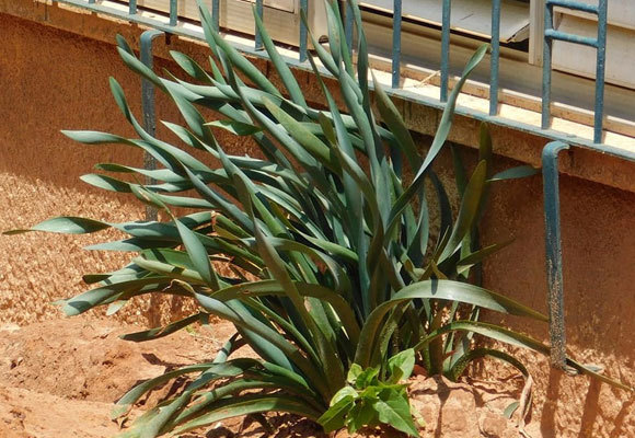 חבצלת החוף (Pancratium maritimum) היא אחד הצמחים המוגנים הנאספים ביותר, והיא שורדת יפה בגינון - אך מקומה בחוף | איגור ארמיאץ' שטיינפרס