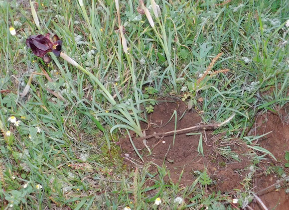 המקום ממנו נגנב פרח איריס הארגמן (Iris atropurpurea), אחד מהצמחים המוגנים הנדירים והמזוהים ביותר | איגור ארמיאץ' שטיינפרס