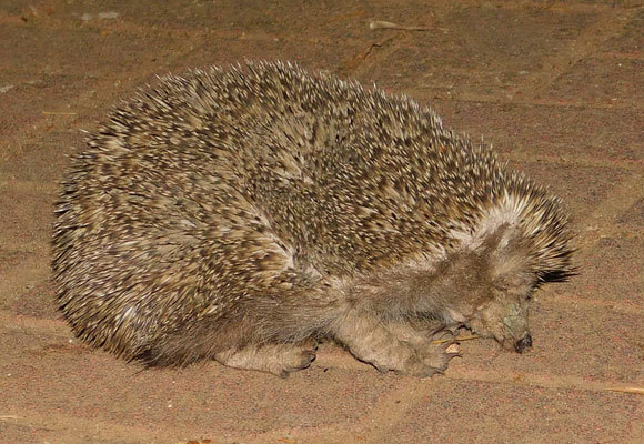 קיפוד מצוי חולה גרב (סקביאס), מגיפה שנובעת מפיצוץ אוכלוסין של קיפודים עירוניים עקב זמינות מזון | איגור ארמיאץ' שטיינפרס