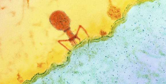 הפתרון הישן שב ומעורר עניין רב. צילום במיקרוסקופ אלקטרונים של בקטריופאג' תוקף חיידק | מקור: Science Photo Library