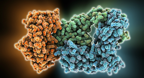 עידוד לפעולה. קולטן של תא T נצמד לרעלן של חיידק ומנטרל אותו | איור: Science Photo Library