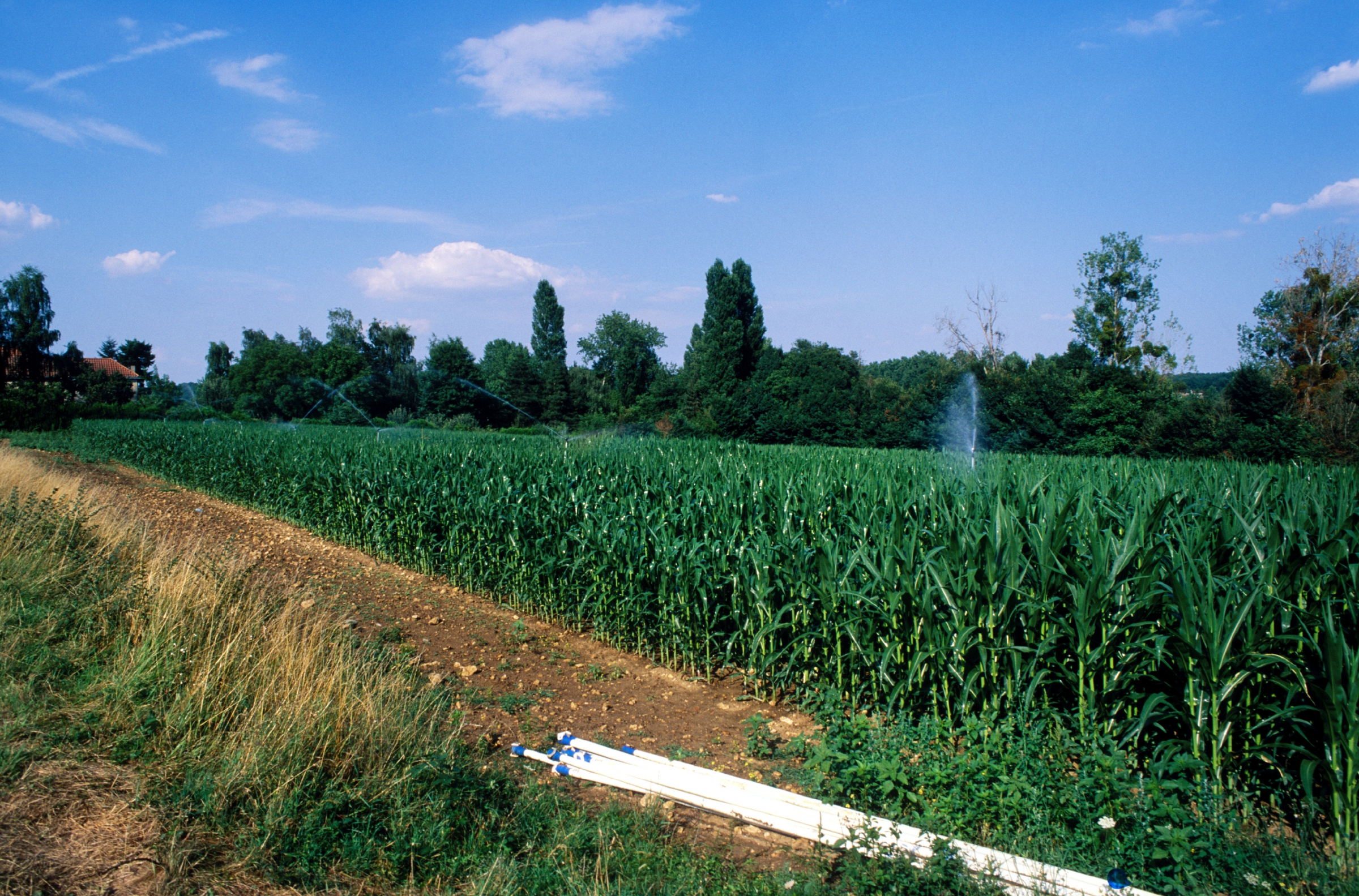 העשבים מרוססים, התירס משגשג. שדה תירס מהונדס גנטית כך שיהיה עמיד לקוטלי עשבים | צילום: Science photo Library