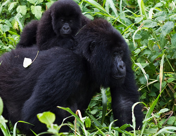 גורילת הרים | Cai Tjeenk Willink