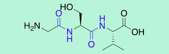 הקשרים האמידיים בין חומצות אמינו שכנות צבועים בסגול | איור: דניאל זיידמן