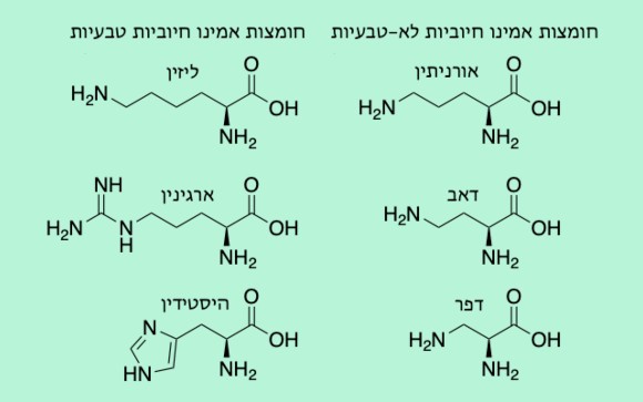 שלוש החומצות החיוביות הטבעיות לעומת השלוש הלא טבעיות | איור: דניאל זיידמן