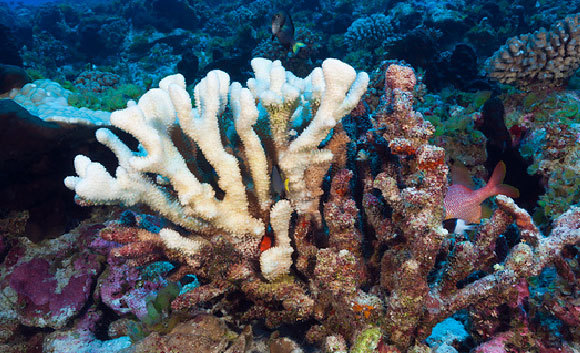 הלבנת אלמוגים באזור איי טואמוטו | צילום: Reinhard Dirscherl / Science Photo Library