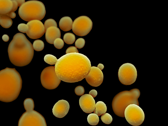 הפטריה, Candida, בתמונת אילוסטרציה | Stephanie Rossow, Science Photo Library