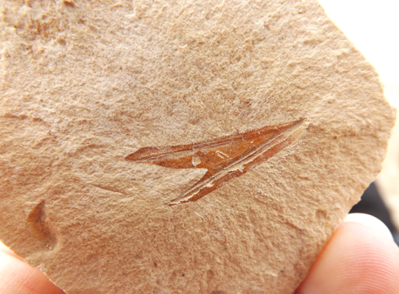 לסת של דג מאובן מהקרטיקון שנמצאה בערבה התיכונה | צילום: איגור ארמיאץ' שטיינפרס