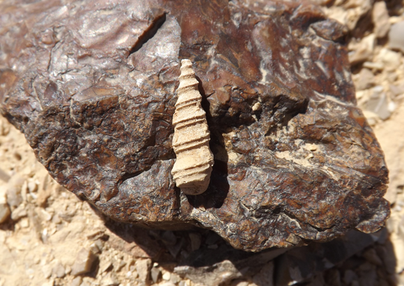 חילזון ימי מאובן מהקרטיקון שנמצא בערבה התיכונה | צילום: איגור ארמיאץ' שטיינפרס