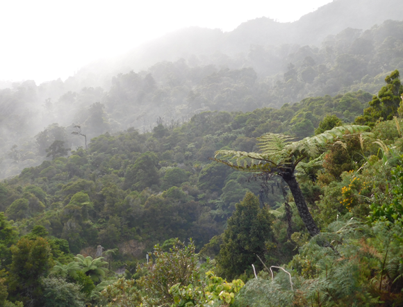 יער גשם בניו זילנד | צילום: איגור ארמיאץ' שטיינפרס