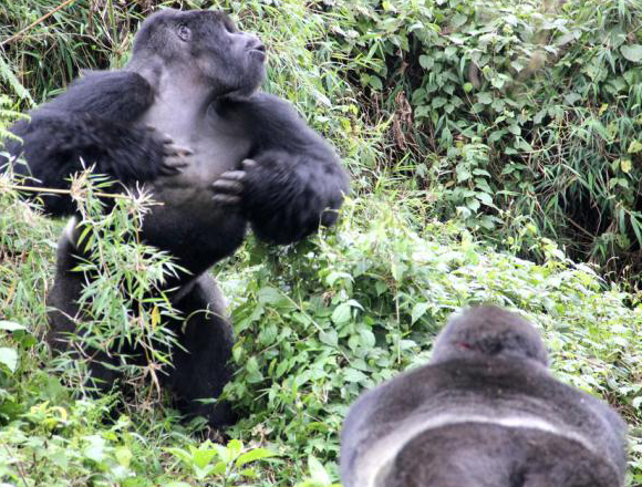 זכר גורילה מכה על חזהו מול זכר מקבוצה אחרת | Dian Fossey Gorilla Fund
