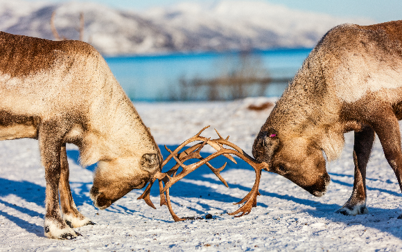 איילי צפון בודקים למי יש קרניים חזקות יותר | Shutterstock, BlueOrange Studio