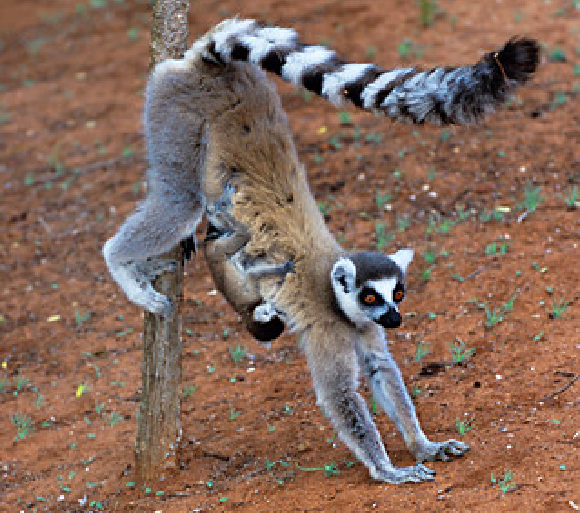 נקבת למור זנב טבעת עם תינוק, מסמנת עץ כשהיא עומדת על רגליה הקדמיות | Tony Camacho, Science Photo Library