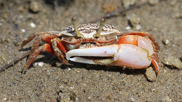 סרטן מהמין Austruca annulipes מציג את הצבת הגדולה שלו | ויקיפדיה, Chinmayisk