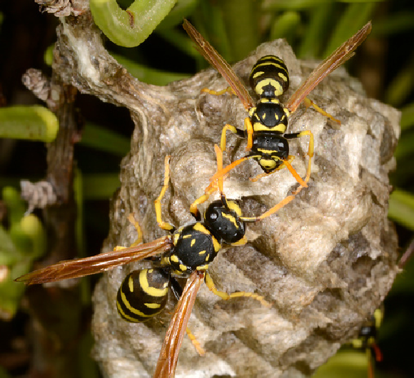 שתי צרעות פלך עומדות על הקן | Nigel Downer, Science Photo Library