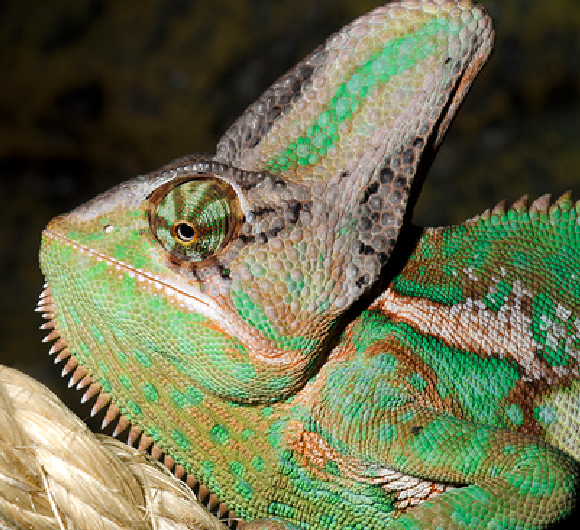 זיקית תימנית | Nigel Downer, Science Photo Library