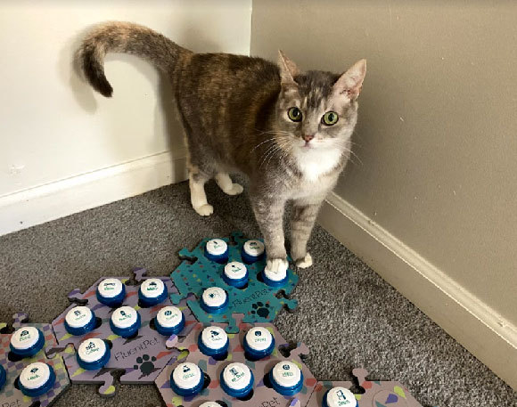 החתול בילי עם לוח כפתורים | FluentPet