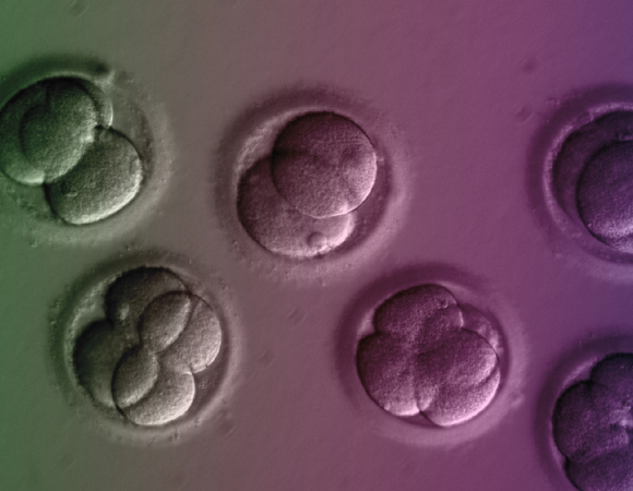 אחוזי ההצלחה עלו על הציפיות. חלוקת תאים של העוברים לאחר הטיפול הגני בקריספר | צילום: אוניברסיטת אורגון למדע ובריאות OHSU