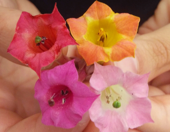 שלל צבעי הקשת. פרחי טבק מהונדסים בעלי הרכב שונה של פיגמנטים בטלאינים | צילום: ד"ר גיא פולטורק