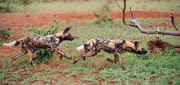 זאבים טלואים בדרום אפריקה | Shutterstock, Henk Bogaard