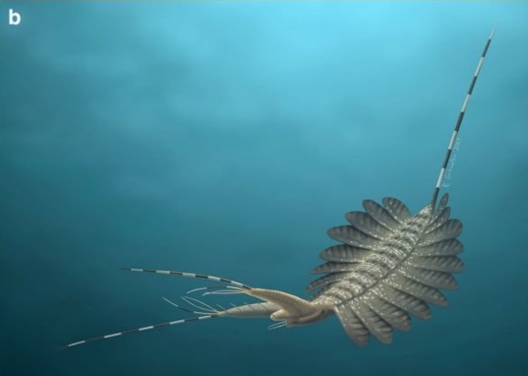 עוד מועמד אפשרי לתפקיד האב הקדמון של כל פרוקי הרגלים: Hallucigenia sparsa, יצור שחי על קרקעית הים, בתור הקמבריון | איור: MASATO HATTORI / SCIENCE PHOTO LIBRARY