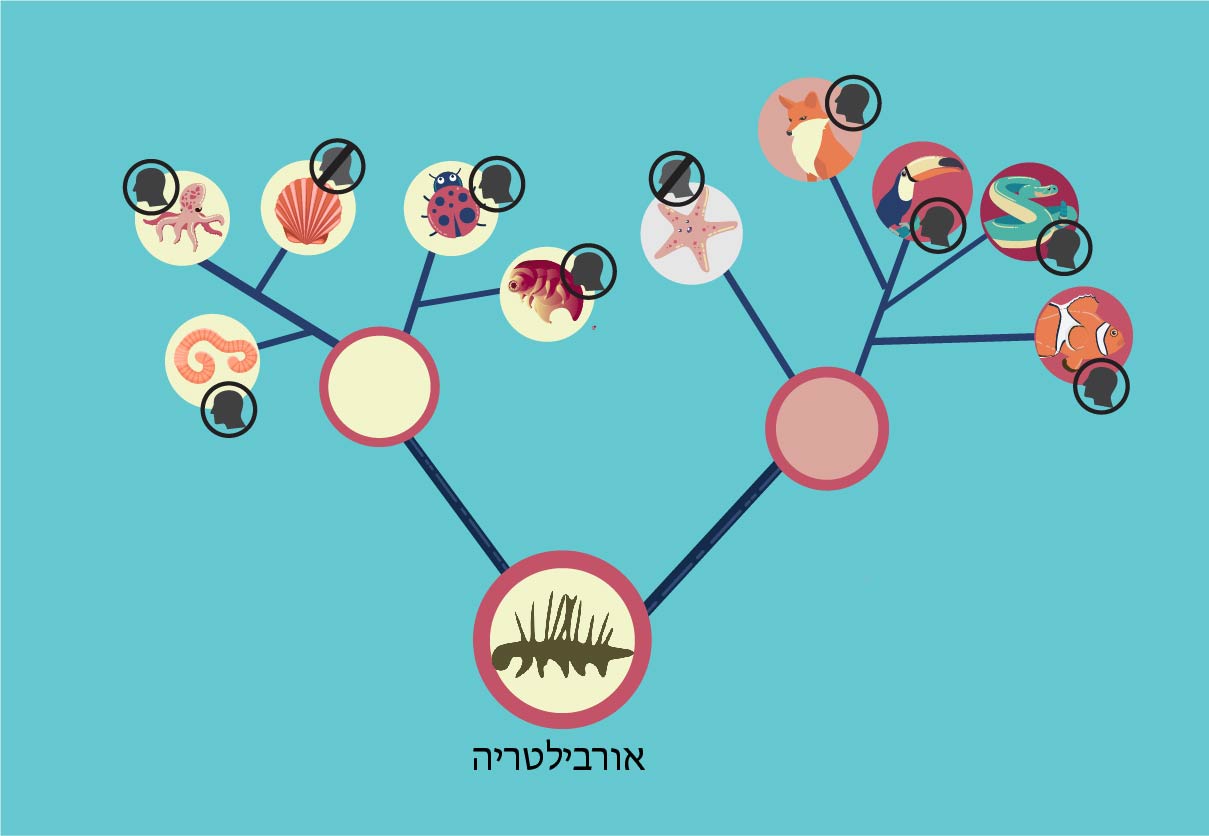 יתכן שהמוח התפתח בנפרד בשתי השושלות העיקריות של האורבילטריה. אילן יוחסין של קבוצות בעלי חיים עיקריות, חלקן בעלות מוח וחלקן מסתדרות בלי | איור: יונת אשחר