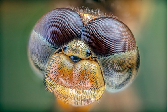 ראייה מרחבית. העיניים המורכבות הענקיות של שפירית, וביניהן שלוש עיניות קטנות | צילום: PHIL DEGGINGER / SCIENCE SOURCE / SCIENCE PHOTO LIBRARY
