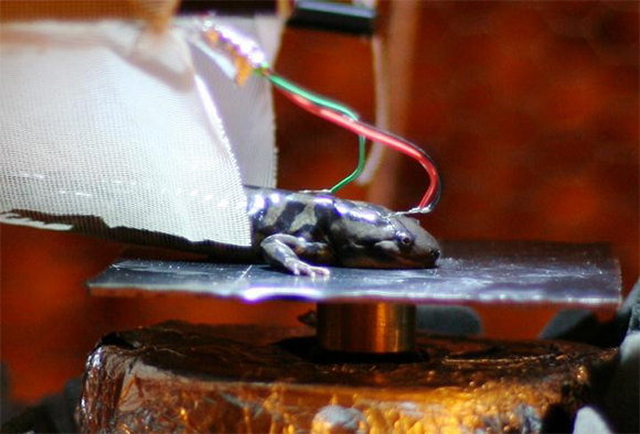 חוקרים השמיעו לסלמנדרות צלילים, במים ומחוץ להם, וראו כי הן מגיבות לקול גם בלי אוזן חיצונית. סלמנדרה בניסוי | צילום: Christian Bech Christensen, AARHUS UNIVERSITY