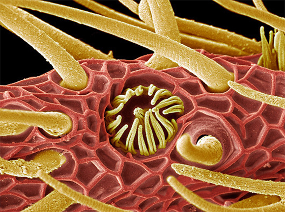 מריחים בעיקר בעזרת המחושים. מחוש של עש בצילום צבוע במיקרוסקופ אלקטרונים: קולטני הריח נמצאים על הזיפים הדקיקים המכסים את המחוש | מקור: STEVE GSCHMEISSNER / SCIENCE PHOTO LIBRARY