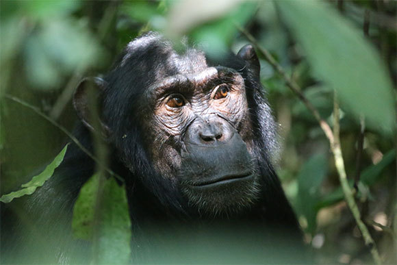 אחת הסדרות המרתקות ביותר במחלקת היונקים, שכוללת למעלה ממאתיים מיני קופים, קופיפים וקופי אדם. | צילום דוד בן דוד