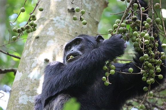 תזונת השימפנזים כוללת 70 אחוז פירות, אגוזים וזרעים. | צילום: דוד בן דוד