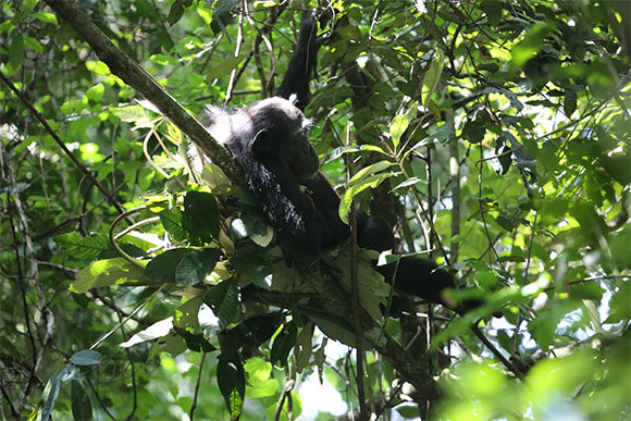 שימפנזה אחת מתבוננת בנו בסקרנות ממקום מושבה על ענף גבוה תוך כדי לעיסת פירות. היא חושבת לרגע, ואז היא מביעה את דעתה ומשתינה עלינו בקשת. | צילום: דוד בן דו