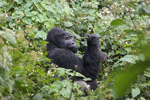 כסוף הגב, מנהיג המשפחה, שומר מרחק מלכותי מנתיניו, משקיף עליהם ומוודא שכולם בטוב. | צילום: דוד בן דוד