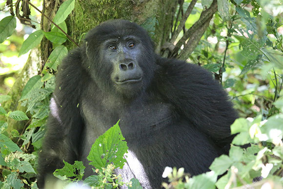 במאה ה-20, עקב ציד בלתי מבוקר והרס סביבות המחייה שלהן לצרכים חקלאיים, אוכלוסיית הגורילות הידלדלה עד כדי סכנת הכחדה. | צילום: דוד בן דוד