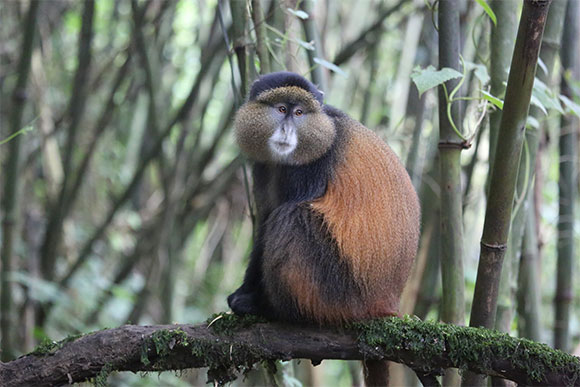 שבה הזכרים משתמשים בקולם לצרכי הגנה ואיום והנקבות משמיעות קולות אזהרה ויצירת קשר בין חברי הקבוצה. | צילום: דוד בן דוד.