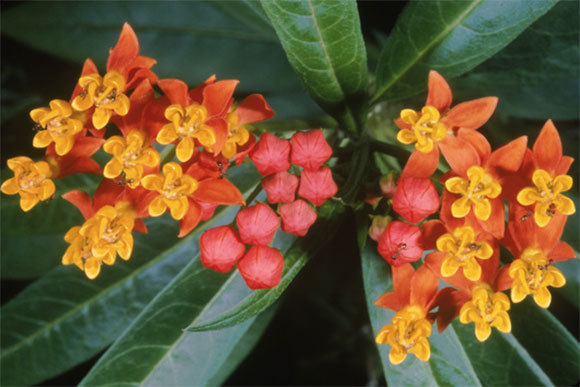 Asclepias tuberosa, צמח ההרדוף | William M Partington Jr, Science Photo Library