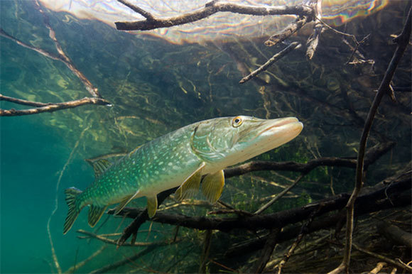 דג Northern Pike | תמונה: Reinhard Dirscherl, Science Photo Library