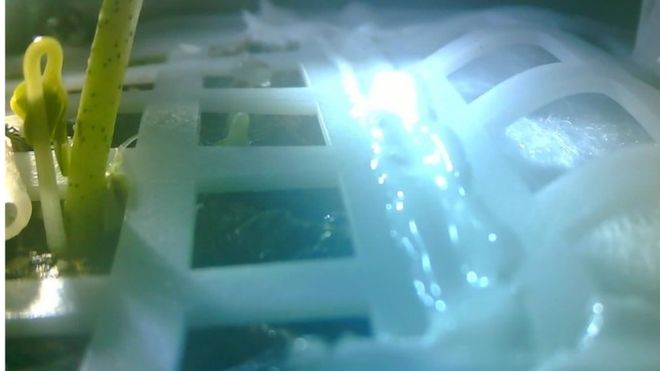 נבט הכותנה במערכת על הירח. CLEP - התכנית הסינית לחקר הירח