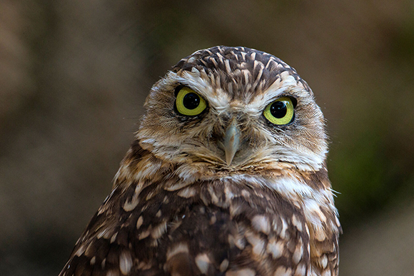 כוס המחילות | Ken Bohn/San Diego Zoo Wildlife Alliance