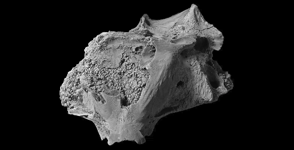 Calvert Marine Museum, מתוך המאמר