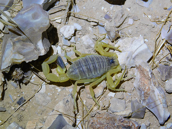 עקצן צהוב בירוחם | צילום: איגור ארמיאץ' שטיינפרס