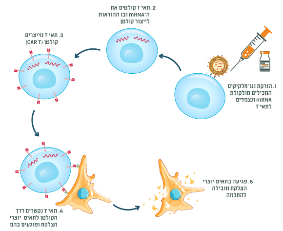 אילוסטרציה של פעולת השיטה | מריה גורוחובסקי