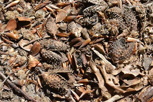 קרקע היער מכוסה בזרעים ועלים של עץ אשור | Trixcis, Shutterstock